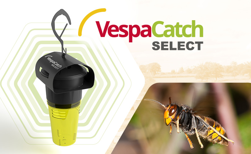 VespaCatch Select: New Selective Trap Against the Asian Hornet.